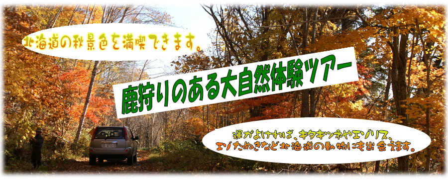 北海道ハンティングツアー！北海道の秋景色を満喫できます。運がよければ、キタキツネやエゾリス、たぬきなど北海道の動物にも出会えます。